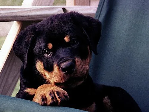 Rottweiler #50, a Rottweiler in the PetMatch pool