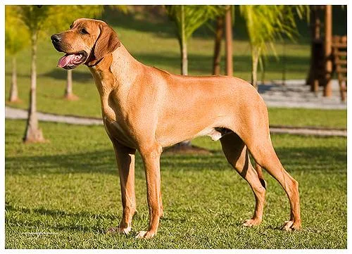 Rhodesian Ridgeback #107, a Rhodesian Ridgeback in the PetMatch pool