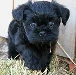 Affenpinscher #44, a Affenpinscher in the PetMatch pool