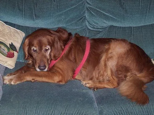 Irish Setter #117, a Irish Setter in the PetMatch pool