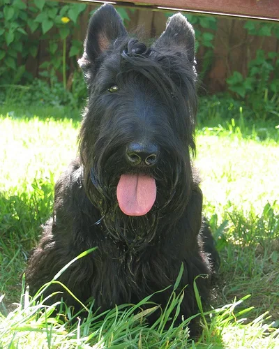 scottish terrier #15, a Scottish Terrier in the PetMatch pool