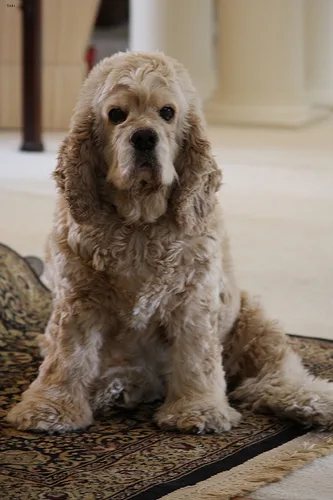 english cocker spaniel #93, a Cocker Spaniel in the PetMatch pool