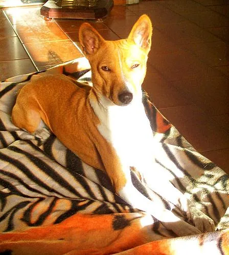 Basenji #116, a Basenji in the PetMatch pool