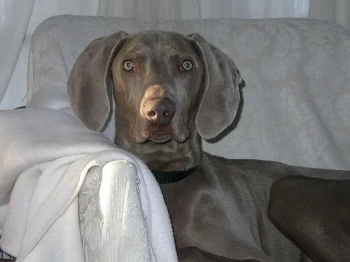 Weimaraner #47, a Weimaraner in the PetMatch pool