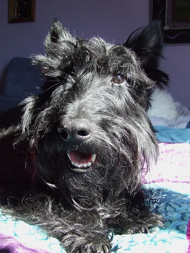 scottish terrier #127, a Scottish Terrier in the PetMatch pool