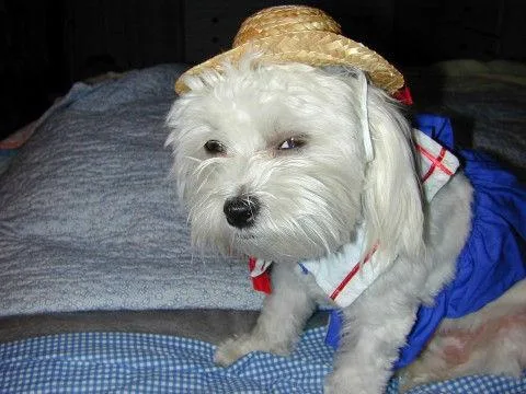 Maltese Dog #113, a Maltese in the PetMatch pool