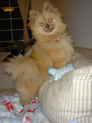 Pomeranian #58, a Pomeranian in the PetMatch pool