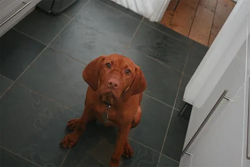Vizsla #63, a Vizsla in the PetMatch pool
