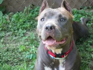 american pit bull terrier #127, a American Staffordshire Terrier in the PetMatch pool