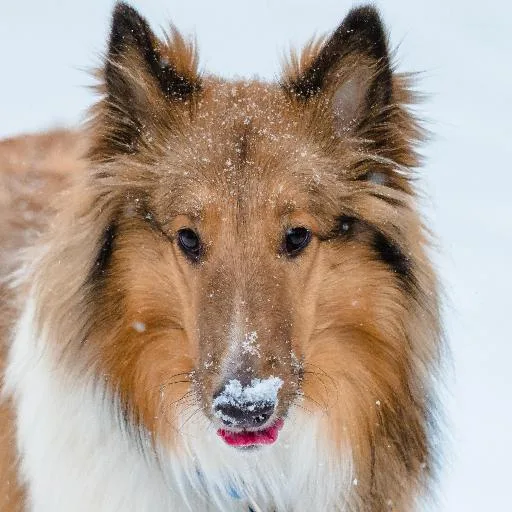 Mixed #1549, a Collie in the PetMatch pool