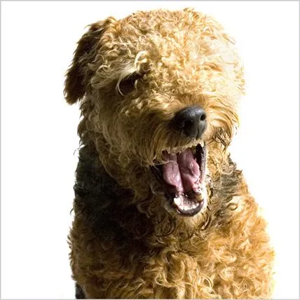 Airedale #39, a Airedale Terrier in the PetMatch pool