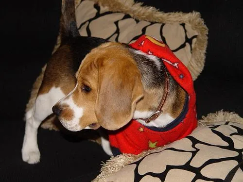 Beagle #87, a Beagle in the PetMatch pool