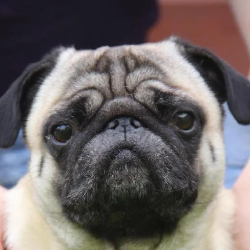 Mixed #3541, a Pug in the PetMatch pool