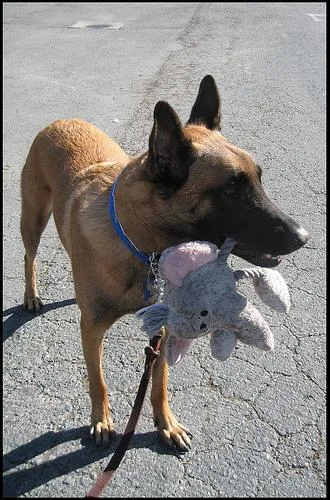 Malinois #8, a Belgian Malinois in the PetMatch pool