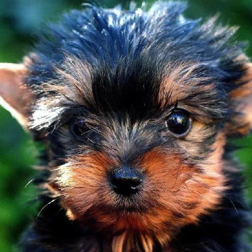Mixed #4083, a Yorkshire Terrier in the PetMatch pool