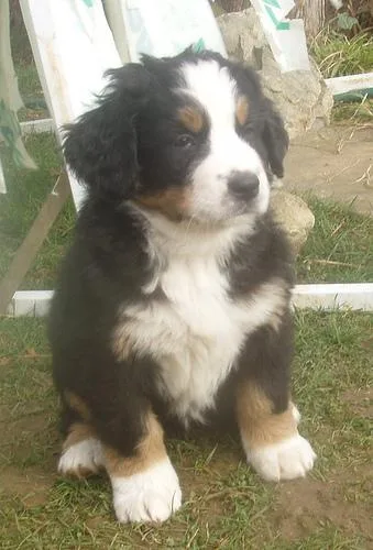 Bernese Mountain Dog #29, a Bernese Mountain Dog in the PetMatch pool