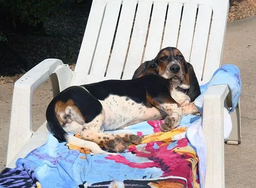 Basset #31, a Basset Hound in the PetMatch pool