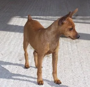 Miniature Pinscher #35, a Miniature Pinscher in the PetMatch pool