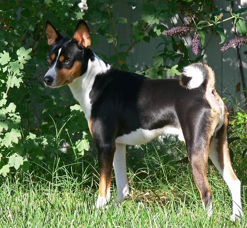 Basenji #59, a Basenji in the PetMatch pool