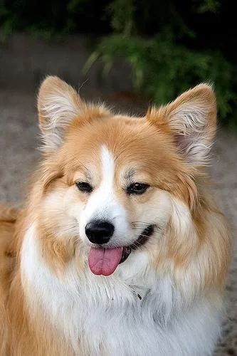 Pembroke #107, a Pembroke Welsh Corgi in the PetMatch pool