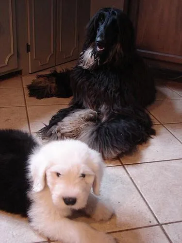Old English Sheepdog #62, a Afghan Hound in the PetMatch pool