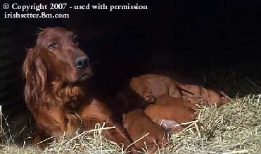 Irish Setter #64, a Irish Setter in the PetMatch pool