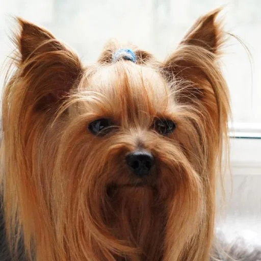 Mixed #2558, a Yorkshire Terrier in the PetMatch pool