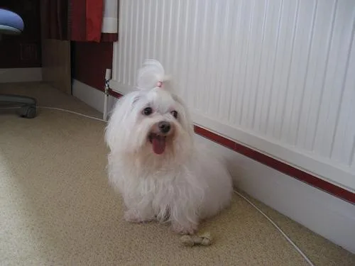 Maltese Dog #109, a Maltese in the PetMatch pool