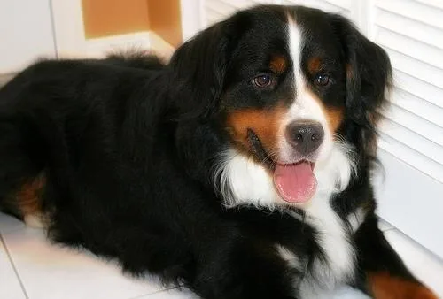 Bernese Mountain Dog #89, a Bernese Mountain Dog in the PetMatch pool