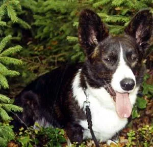 Cardigan #35, a Cardigan Welsh Corgi in the PetMatch pool