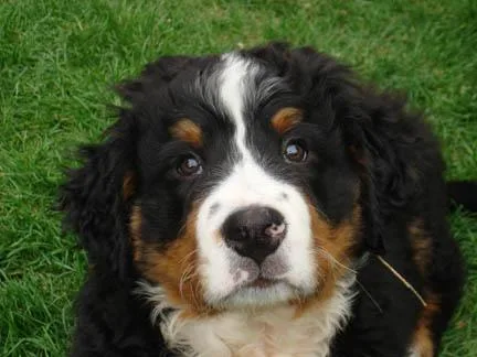 Bernese Mountain Dog #117, a Bernese Mountain Dog in the PetMatch pool
