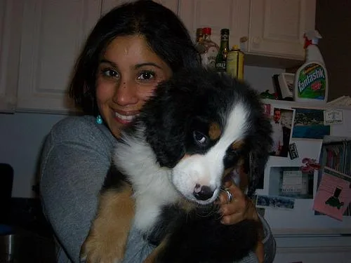 Bernese Mountain Dog #118, a Bernese Mountain Dog in the PetMatch pool
