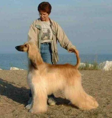 Afghan Hound #49, a Afghan Hound in the PetMatch pool