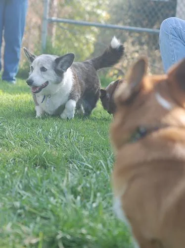 Cardigan #52, a Cardigan Welsh Corgi in the PetMatch pool