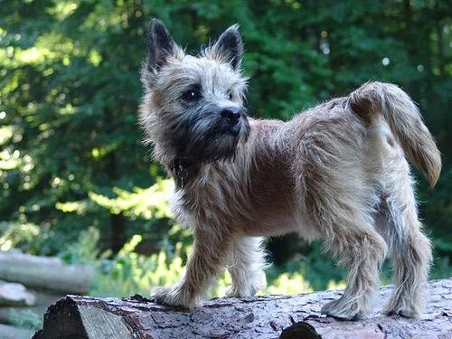 Cairn #69, a Cairn Terrier in the PetMatch pool