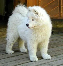 Samoyed #2, a Samoyed in the PetMatch pool