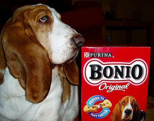 Basset #38, a Basset Hound in the PetMatch pool