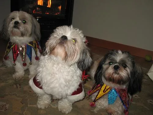 Shih Tzu #65, a Shih Tzu in the PetMatch pool