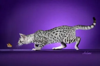 Egyptian Mau #53, a Egyptian Mau in the PetMatch pool