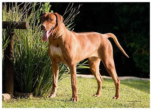 Rhodesian Ridgeback #53, a Rhodesian Ridgeback in the PetMatch pool