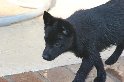 Schipperke #105, a Schipperke in the PetMatch pool