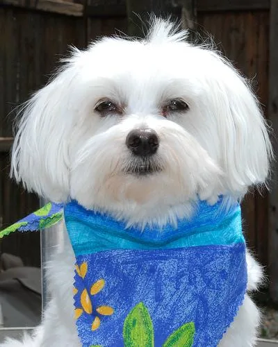 Maltese Dog #118, a Maltese in the PetMatch pool