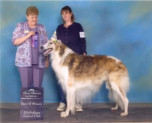 Borzoi #55, a Borzoi in the PetMatch pool