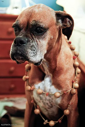 boxer #36, a Boxer in the PetMatch pool