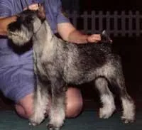Standard Schnauzer #39, a Standard Schnauzer in the PetMatch pool