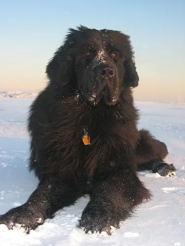 Newfoundland #9, a Newfoundland in the PetMatch pool