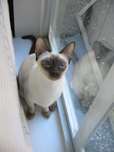Mixed #1652, a Siamese in the PetMatch pool