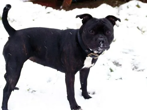 American Staffordshire Terrier #31, a Staffordshire Bull Terrier in the PetMatch pool