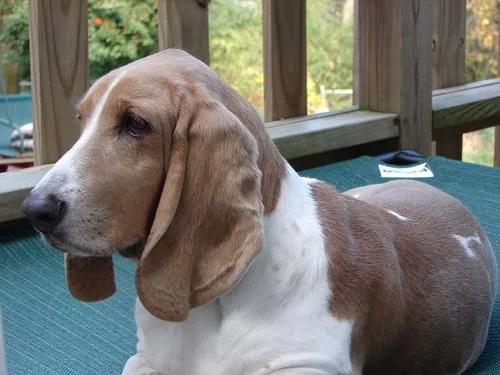 Basset #92, a Basset Hound in the PetMatch pool