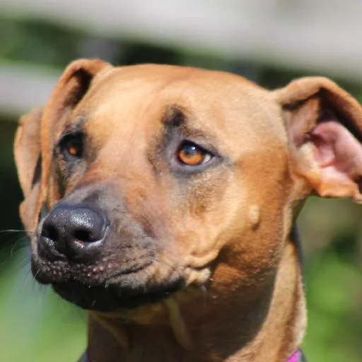 Mixed #5318, a Rhodesian Ridgeback in the PetMatch pool